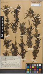 Foto von Salix purpurea L.